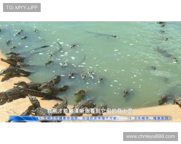 乐鱼官方旗舰店：便捷的购物流程，轻松实现一站式购物体验